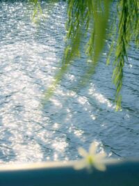 Ảnh bìa của Dòng Nước Tái Sinh