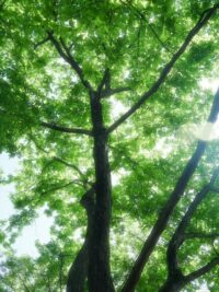 Ảnh bìa của Tôi Không Thể Yêu Anh