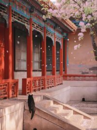 Ảnh bìa của Người Bên Gối Không Phải Phu Quân Ta