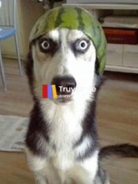 Ảnh bìa của Chó Cưng Biến Hình