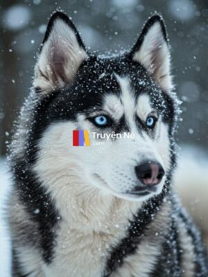 Ảnh bìa của Con Husky Si Tình