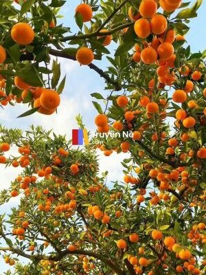 Ảnh bìa của Hệ Thống Phóng To Và Thu Nhỏ