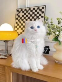 Ảnh bìa của Mèo Ragdoll Và Những Bí Mật Đằng Sau