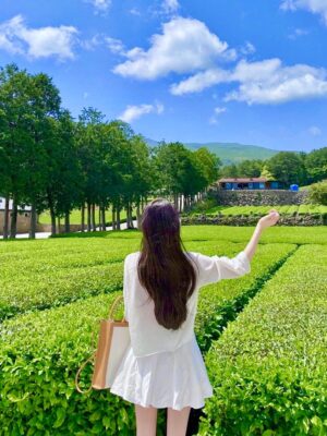 Ảnh bìa của Trà Xanh Lên Sân Khấu, Tôi Lên Livestream