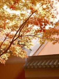 Ảnh bìa của Thẩm Diêu Hoàng Tuyền Lệ