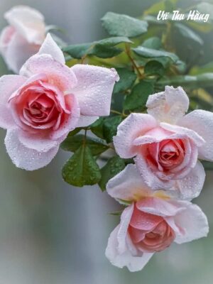 Ảnh bìa của 1 Tuần Hôn 3 Lần