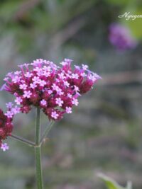 Ảnh bìa của 6 Ly Rượu Cạn Tình Full