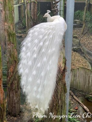 Ảnh bìa của Ba Người Đàn Ông