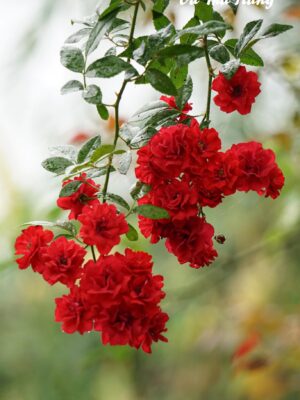 Ảnh bìa của Bạn Trai Mây Mưa Với Nyc Trên Chuyến  Bay