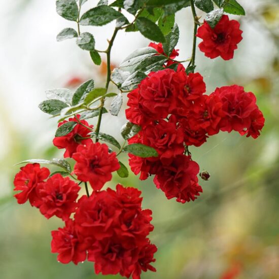 Ảnh bìa của Bạn Trai Mây Mưa Với Nyc Trên Chuyến  Bay