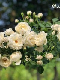 Ảnh bìa của Bao Lỳ Xì Mười Ngàn