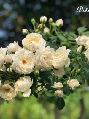 Ảnh bìa của Bao Lỳ Xì Mười Ngàn