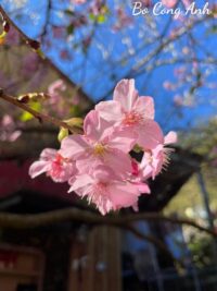 Ảnh bìa của Bí Mật Tầng 22