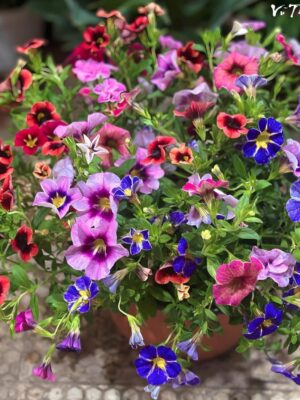 Ảnh bìa của Chân Tình Đến Muộn Full