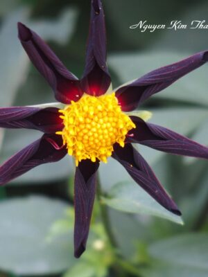 Ảnh bìa của Chậu Lan Đổi Vận