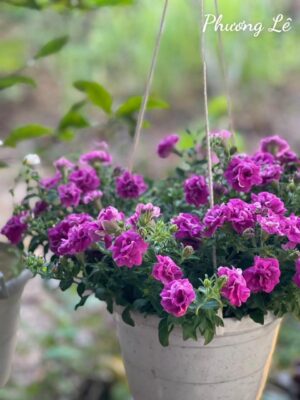 Ảnh bìa của Chị Em Một Nhà, Kẻ Thù Một Kiếp