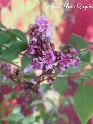 Ảnh bìa của Chiếc Xe Hồi Môn