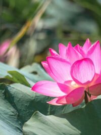 Ảnh bìa của Chiến Dịch Đường Phèn