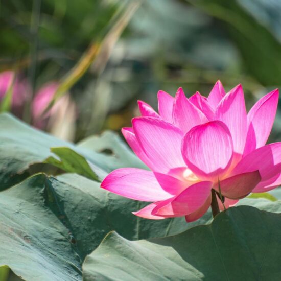 Ảnh bìa của Chiến Dịch Đường Phèn