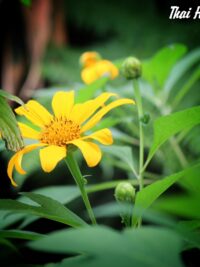 Ảnh bìa của Chín Năm Không Bằng Một Câu Chúc Ngủ Ngon