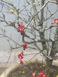 Ảnh bìa của Chờ Anh Không Đến