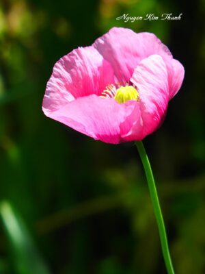 Ảnh bìa của Chuyến Bay Cuối Cùng Của Hôn Nhân