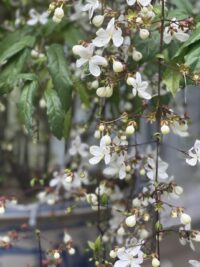 Ảnh bìa của Cô Con Gái Thất Lạc Trở Về