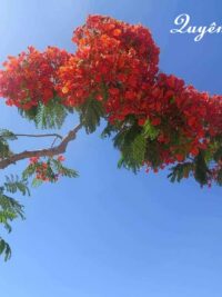 Ảnh bìa của Cô Vợ Của  Giám Dốc Trại Heo