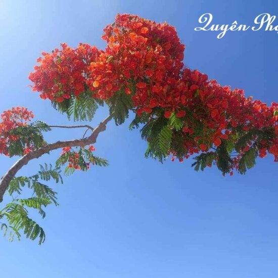 Ảnh bìa của Cô Vợ Của  Giám Dốc Trại Heo