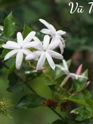 Ảnh bìa của Cửu Long Hoá Tro Tàn