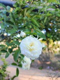 Ảnh bìa của Đôi Mắt Chứa Đầy Sao Trời