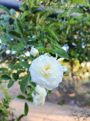 Ảnh bìa của Đôi Mắt Chứa Đầy Sao Trời