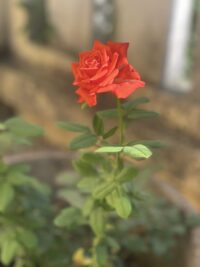 Ảnh bìa của Đối Soát Hôn Nhân