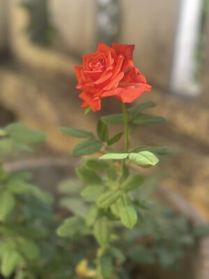 Ảnh bìa của Đối Soát Hôn Nhân