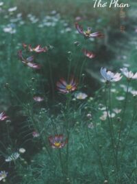 Ảnh bìa của Đồng Hồ Và Lương Hưu