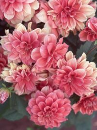 Ảnh bìa của Đứa Con Trên Sổ Hộ Khẩu