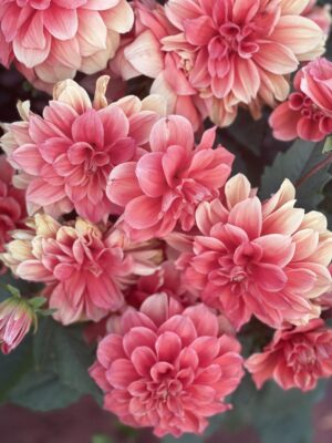 Ảnh bìa của Đứa Con Trên Sổ Hộ Khẩu