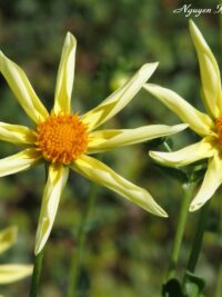 Ảnh bìa của Hệ Thống Hoán Đổi Nỗi Đau