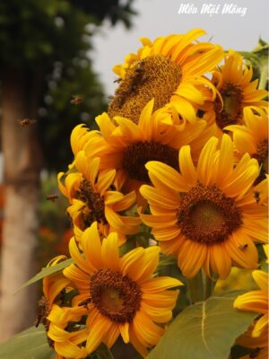 Ảnh bìa của Khi Hạnh Phúc Tự Tìm Lối Đi