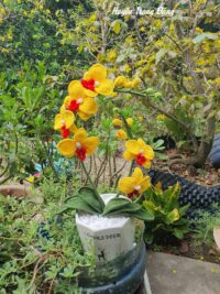 Ảnh bìa của Kim Chủ Truy Đuổi Vợ