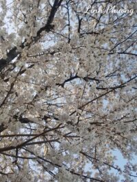 Ảnh bìa của Lửa Ấm Trong Phủ Thủ Phụ