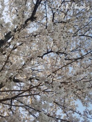 Ảnh bìa của Lửa Ấm Trong Phủ Thủ Phụ