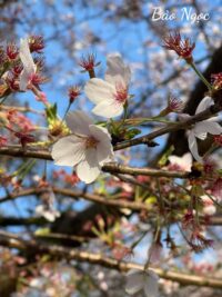 Ảnh bìa của Máy Cày Gắn Nitro