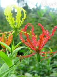 Ảnh bìa của Môn Sinh Đắc Ý