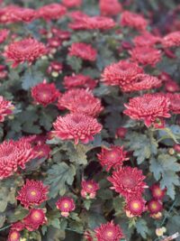 Ảnh bìa của Một Ngụm Thuốc Đắng, Một Đời Si Tình