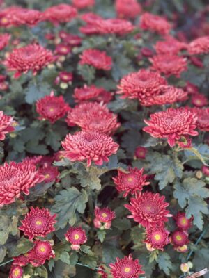 Ảnh bìa của Một Ngụm Thuốc Đắng, Một Đời Si Tình