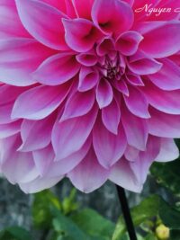 Ảnh bìa của Mượn Cá Hoàn Dương