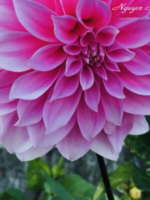 Ảnh bìa của Mượn Cá Hoàn Dương