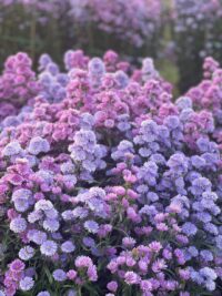 Ảnh bìa của Năm Thứ 3 Bên Cạnh Đỉnh Lưu