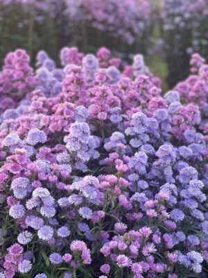 Ảnh bìa của Năm Thứ 3 Bên Cạnh Đỉnh Lưu